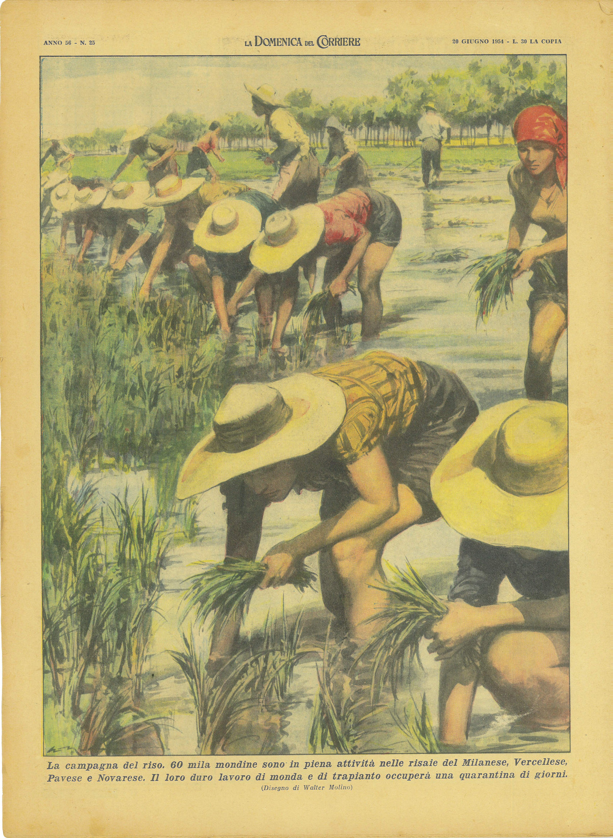 La campagna del riso – Tavola illustrata di Walter Molino